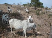 Pasto. Ganado en la vía a la costa que ya está sin pasto, por falta de agua.