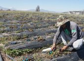 En una hectárea de cultivo de frutilla se perdió el 90% de la producción. Un trabajador remacha las mangueras para que se riegue agua.