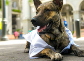 Zeus era un perrito callejero que llegó hasta el Municipio de Guayaquil.