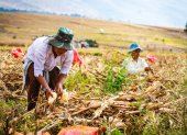 Trabajo. Unos agricultores laboran en la cosecha del maíz.