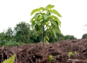 Un árbol de scalesia, en la isla Isabela, en Galápagos (Ecuador).