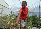 La guatemalteca Gloria Gómez cultiva hortalizas en un vivero del albergue "El Buen Samaritano", este jueves en Ciudad Juárez (México). EFE / Luis Torres