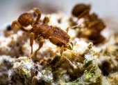 Especie de hormiga recolectora de hongos Atta cephalotes Panamá. Cerca de 250 especies diferentes de hormigas de América y el Caribe cultivan hongos. Los investigadores organizan estas hormigas en cuatro sistemas agrícolas en función de sus estrategias de cultivo.