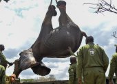 El Servicio de Vida Silvestre de Kenia (KWS, por sus siglas inglesas) inició el traslado de 50 elefantes desde la Reserva Nacional de Mwea al Parque nacional de Aberdare, ambos situados en el centro del país.