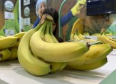 Fruta. Bananas de Ecuador en la feria Fruit Attraction 2024, este martes en IFEMA, Madrid. Ecuador y Perú son los dos países latinoamericanos que más han incrementado su presencia en la feria hortofrutícola Fruit Attraction que se ha inaugurado este martes en Madrid con expositores repletos de bananas y aguacates. EFE/ Patricia Cotelo Bertaiola