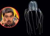 Venezuela vendió más de 156 toneladas de medusa a Corea del Sur