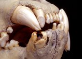 El análisis del ADN de los pelos acumulados en las cavidades de los dientes de dos ejemplares de leones de Kenia, almacenados en el Museo Field de Historia Natural de Chicago desde hace un siglo, ha permitido reconstruir la ecología y la dieta "rica" en humanos de estos grandes felinos. en la imagen, una de las dentaduras estudiadas. CRÉDITO