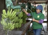 AME3005. PASAJE (ECUADOR), 30/10/2024.- Fotografía del 23 de octubre de 2024 de una trabajadora lavando bananos en la Hacienda Celia María, que produce banano orgánico en el cantón (municipio) de Pasaje, de la provincia de El Oro (Ecuador). Con más de 3.500 millones de dólares en exportaciones el pasado año, la industria del banano de Ecuador es uno los principales motores de la economía del país y tiene listo un plan para protegerse contra la ola de criminalidad que azota fuertemente al territorio ecuatoriano y que pone en riesgo su producción bananera. EFE / Mauricio Torres
