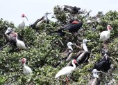 El Morro es el escenario de un avistamiento de aves migratorias. Cada año se suman más. 

AG- EXTERNO