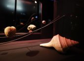 Fotografía donde se observan caracolas de la exposición "Mollusca. Poesía de Caracolas. Sumergirse en la Colección Neruda", en Santiago de Chile.