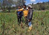 En la parroquia Poaló los habitantes muestran como la sequia afectado a sus cultivos.