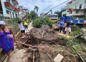Árboles han sido desprendidos debido a las tormentas tropicales que azotan la isla.