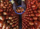 En la imagen de archivo, un vendedor coloca tomates en una frutería de Mira road, a las afueras de Bombay, la India.