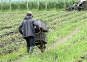 Labor. El trabajo en el campo no atrae a los jóvenes, por la falta de atención de los gobiernos.