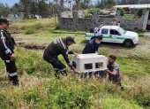 El can fue trasladado al CAVRAT Calderón para su evaluación etológica.