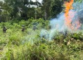 Operativo. En marzo pasado las Fuerzas Armadas indicaron que quemaron una hectárea de coca en Putumayo.