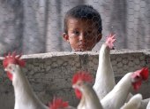 En la imagen de archivo, un niño hondureño observa a las gallinas en una granja avícola. EFE/David de la Paz