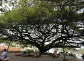 Fotografía del centenario árbol de Anacahuite, este lunes en la plaza del municipio de San Nicolás, departamento de Santa Bárbara (Honduras).