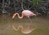 Un flamenco (Phoenicopterus ruber) de las Islas Galápagos en una laguna de Isabela.
