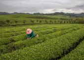 Una mujer cosecha hojas de té en una plantación en Yongxing, cerca de la ciudad de Zunyi, en la provincia central de Guizhou, China.