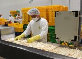Empresa. Una agroindustria de Perú procesa dando valor agregado a los espárragos para exportarlos.