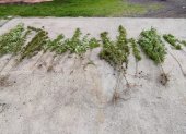 Vivero de marihuana fue hallado por la Policía en el valle de los Chillos