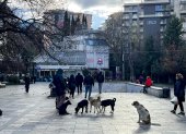 Miles de canes campan a su anchas en las calles y parques de la ciudad sin provocar el menor signo de inquietud entre los viandantes.