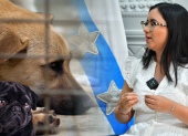 Ilustración referencial. La vicealcaldesa de Guayaquil se refirió a los servicios para el cuidado de animales.