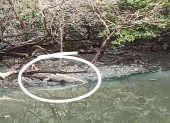 Vecinos de la urbanización captaron al reptil.