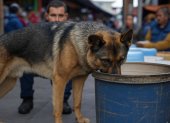 Perros olfatearon la droga en contenedores.