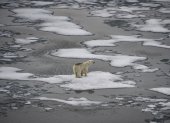 Se ve un oso polar sobre témpanos de hielo en el Canal de la Mancha en el archipiélago de Franz Josef Land el 16 de agosto de 2021.