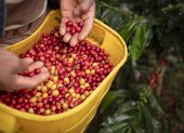 El precio del café ha subido en lo que va de 2025 a niveles récord.
