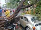 Percance. Un árbol se cayó en sector de Portoviejo, Manabí.