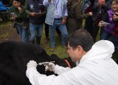 Un veterinario aplica la vacuna contra la aftosa.