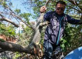 El  concejal del condado de Pingtung, Hung Tsung-chi, recogiendo una iguana capturada después de que un cazador la arrancó de un árbol en Pingtung.