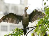 -FOTODELDÍA- AME326. CALI (COLOMBIA), 15/02/2025.- Fotografía de un "Neotropic Cormorant" sobre una rama durante un recorrido urbano de avistamiento de aves este viernes, en Cali (Colombia). Cuando apenas aclara el día el revoloteo incansable y multicolor de centenares de aves de diferentes especies deja boquiabierto a un numeroso grupo de pajareros aficionados que asisten a la Feria Internacional de las Aves en Cali, la principal ciudad del suroeste de Colombia. EFE/ Ernesto Guzmán