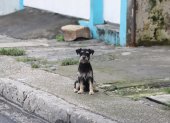 Fauna. Eliana Molineros, exgobernadora del Guayas, contó que no existe un censo detallado de la población animal en situación de calle en Guayaquil.