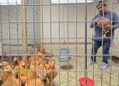 Un trabajador sostiene una gallina mientras las gallinas en venta deambulan en su jaula en la tienda Wabash Feed & Garden en Houston, Texas, el 10 de febrero de 2025.