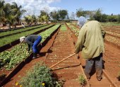 Un grupo de campesinos aparecen trabajando la tierra en Matanza (Cuba).