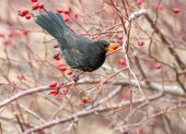 Mirlo común (Turdus merula) consumiendo frutos de rosal silvestre (Rosa canina) en el norte de la Península Ibérica. Las plantas de fruto carnoso interaccionan con multitud de animales que consumen sus frutos y dispersan sus semillas, un proceso clave para la regeneración forestal, lo que sugiere que existen unos patrones consistentes en la forma en que se organizan las interacciones ecológicas en la naturaleza, según un estudio de la Estación Biológica de Doñana efectuado conjuntamente con la Universidad de Sevilla. EFE/ Jesús Lavedán/CSIC//SOLO USO EDITORIAL/SOLO DISPONIBLE PARA ILUSTRAR LA NOTICIA QUE ACOMPAÑA (CRÉDITO OBLIGATORIO)//