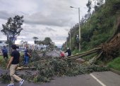El árbo cayó en el sector de la UDLA, en el norte de Quito.