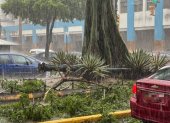 Las intensas lluvias y ráfagas de viento en Guayaquil han provocado caída de árboles.