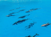 Una familia de delfines fue avistada en Galápagos.