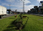 En Cuenca existen al menos 200.000 perros abandonados en la calle.
