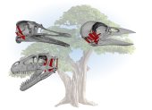 Ilustración que compara los cráneos de pájaro, reptil y dinosaurio. EFE/Crédito: Alec Wilken, Casey Holiday/Universidad de Chicago