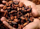Las exportaciones de cacao han subido debido al mayor precio internacional.