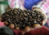 Un agricultor muestra el café que acaba de cosechar.