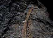 Imagen de una pluma fosilizada conservada con la roca volcánica. Fotografía facilitada por: