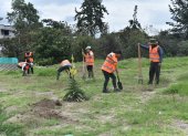 En la quebrada rellena Alugulla, 10 ciudadanos infractores hicieron hoyos para sembrar plantas nativas.