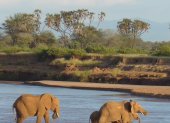 Elefantes cruzando el río Ewaso Ewaso Ng"iro (Samburu, Kenia).